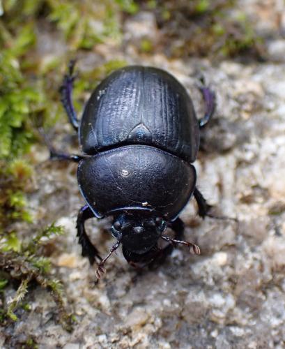 Anoplotrupes stercorosus
